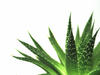 PRODUITS A L'ALOE VERA...