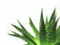 PRODUITS A L'ALOE VERA...