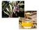 Masque à l'huile d'olive et au miel